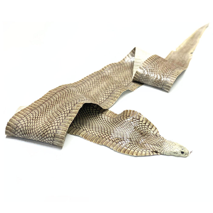 Exotic Full Cobra Snake Skin With Head