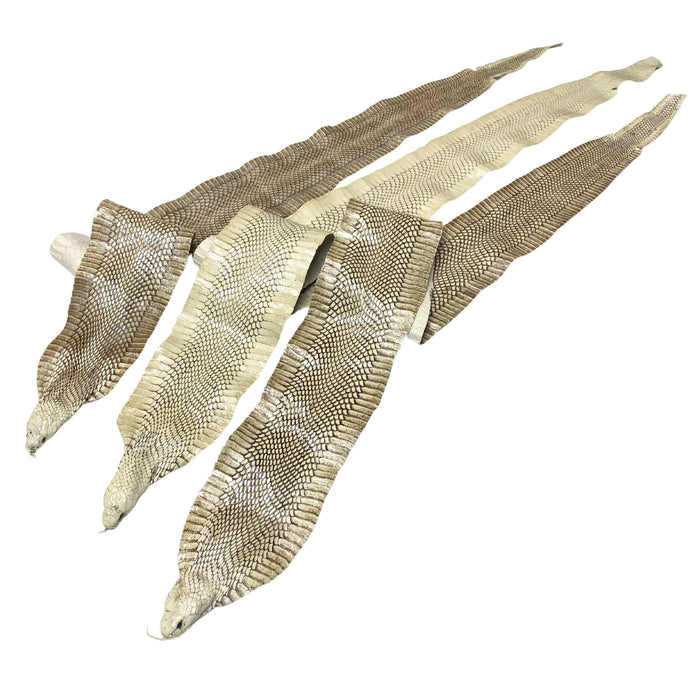 Exotic Full Cobra Snake Skin With Head