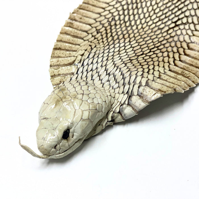 Exotic Full Cobra Snake Skin With Head