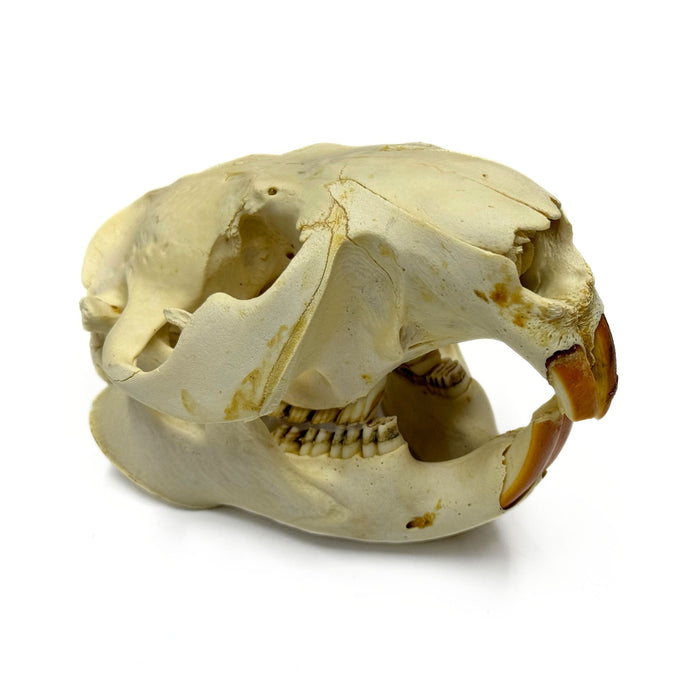 Beaver Skull