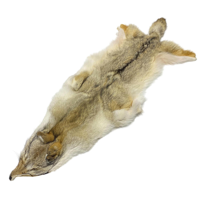 High Quality Carefully Tanned Coyote Hide - Full Body Fur Pelt