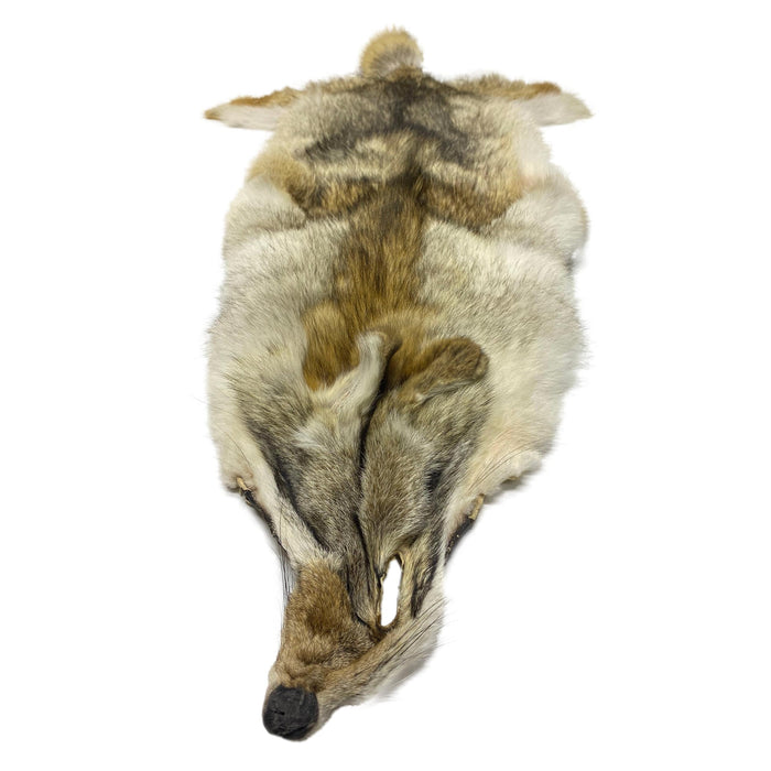 High Quality Carefully Tanned Coyote Hide - Full Body Fur Pelt