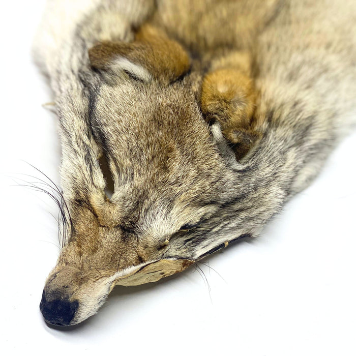 High Quality Carefully Tanned Coyote Hide - Full Body Fur Pelt