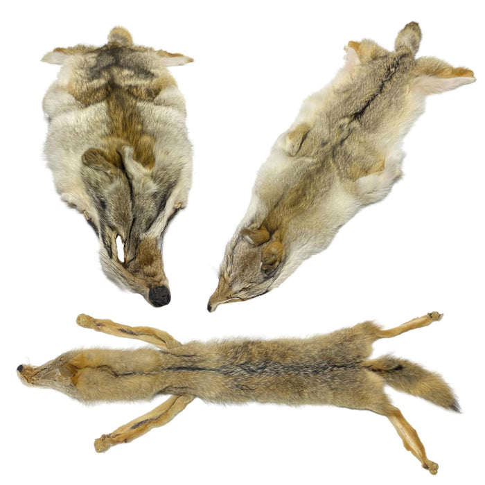 High Quality Carefully Tanned Coyote Hide - Full Body Fur Pelt