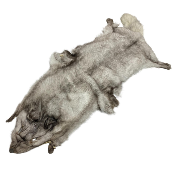 Premium Blue Fox Pelt - Beautiful Fox Fur