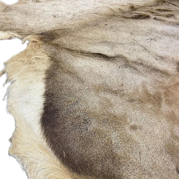 Trophy Elk Hair On Leather Hide