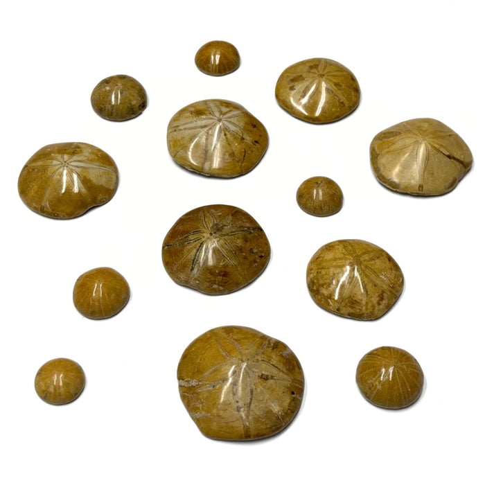 Fossilized Sand Dollars - Large or Small Polished Sand Dollar Fossils