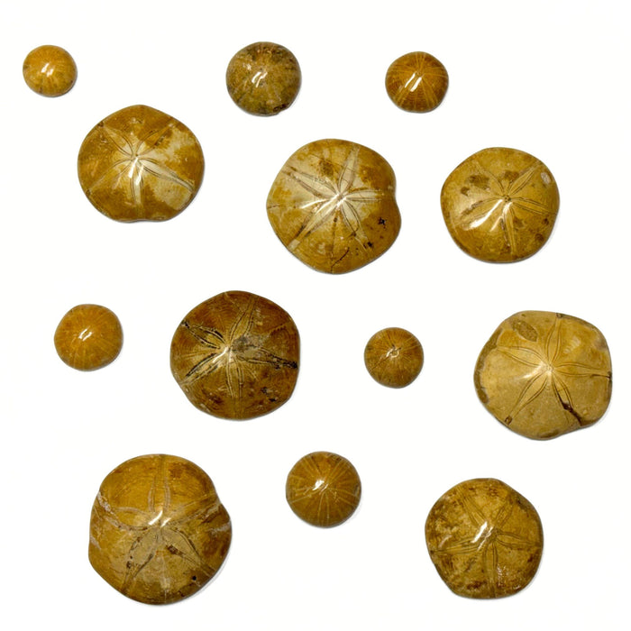 Fossilized Sand Dollars - Large or Small Polished Sand Dollar Fossils