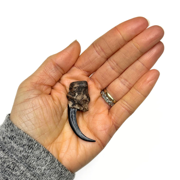 1" - 2" Eagle Claws - 2 Pack