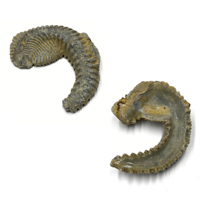 3 pack Fossilized Biting Clams - Rastellum Carinatum Fossils