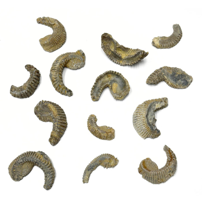 3 pack Fossilized Biting Clams - Rastellum Carinatum Fossils