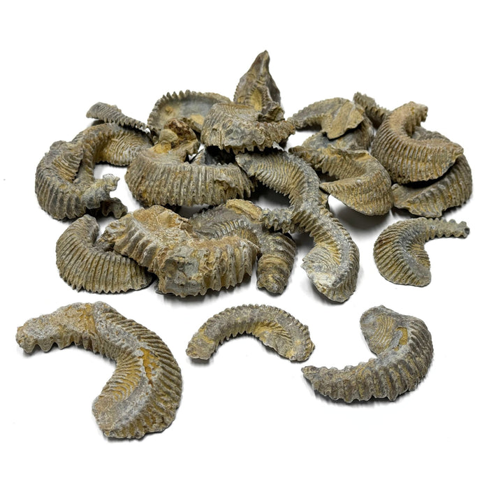 3 pack Fossilized Biting Clams - Rastellum Carinatum Fossils
