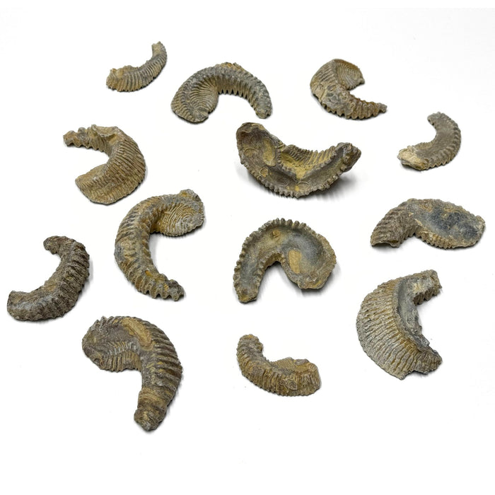 3 pack Fossilized Biting Clams - Rastellum Carinatum Fossils