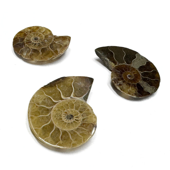 Small Ammonite Fossils - 2 individual pieces of Natural Ammonite Slices
