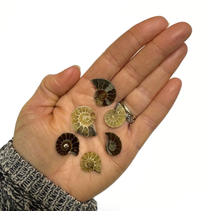 Small Ammonite Fossils - 2 individual pieces of Natural Ammonite Slices