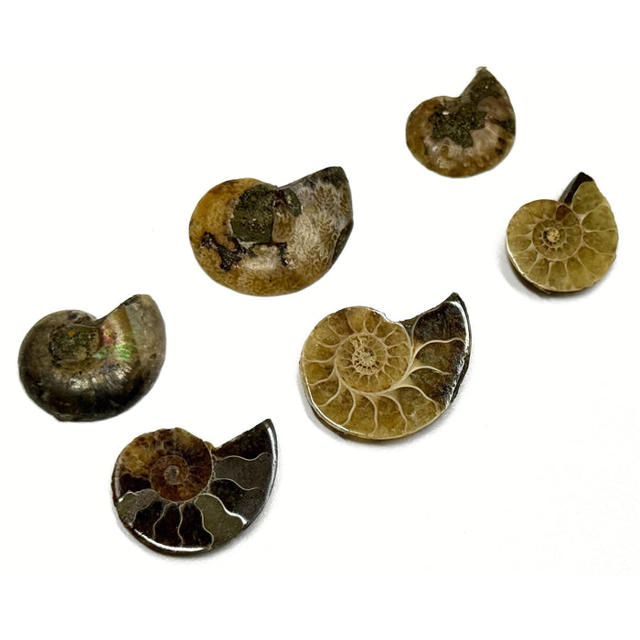 Small Ammonite Fossils - 2 individual pieces of Natural Ammonite Slices