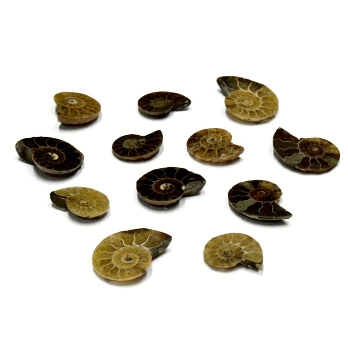 Small Ammonite Fossils - 12 individual pieces of Natural Ammonite Slices
