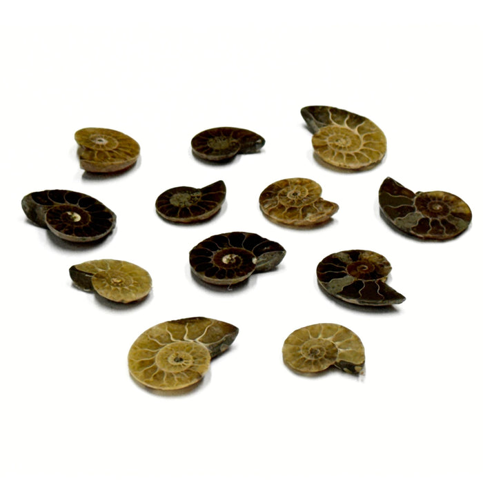 Small Ammonite Fossils - 2 individual pieces of Natural Ammonite Slices