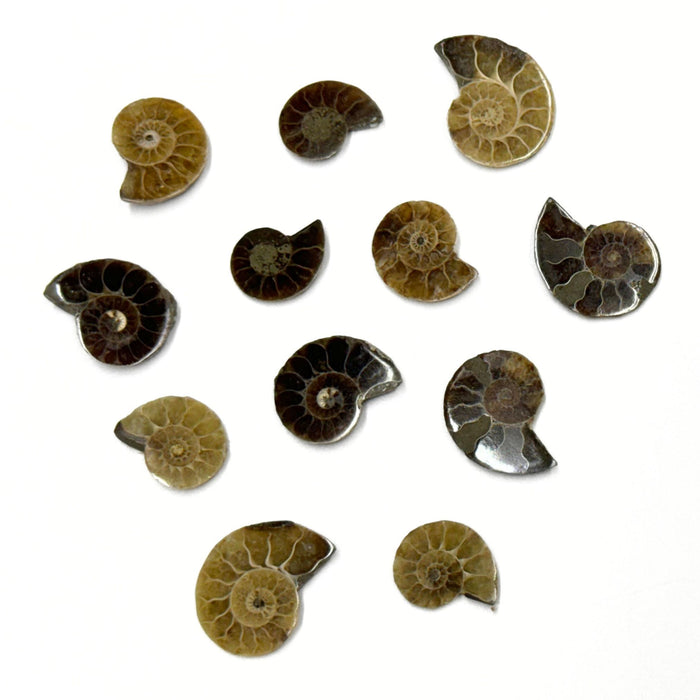 Small Ammonite Fossils - 12 individual pieces of Natural Ammonite Slices