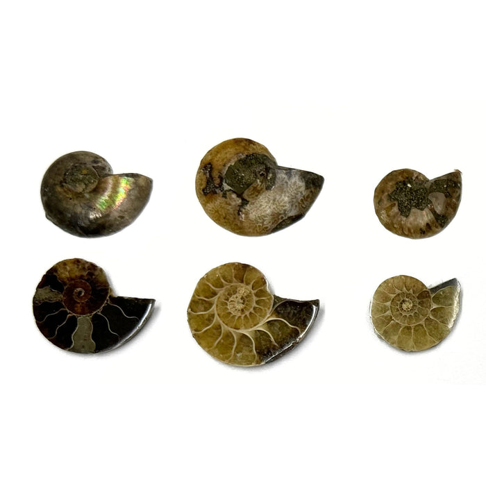 Small Ammonite Fossils - 2 individual pieces of Natural Ammonite Slices