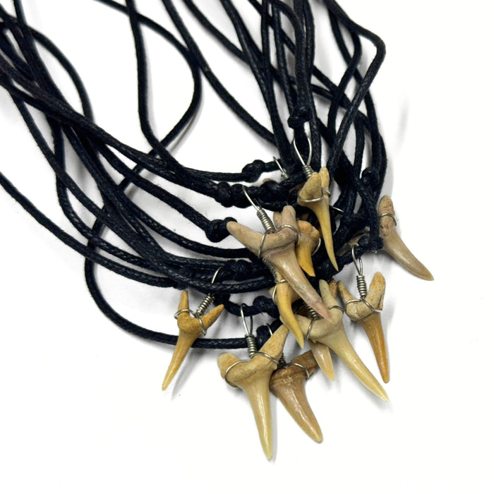 Genuine Shark Tooth Necklace - 12 Pack (1 Dozen)