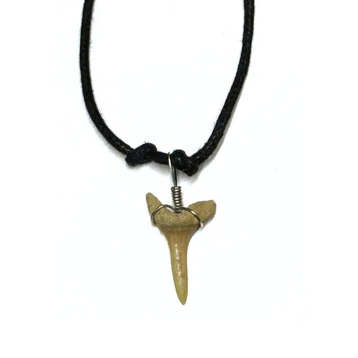 Genuine Shark Tooth Necklaces - 12 Pack (1 Dozen)