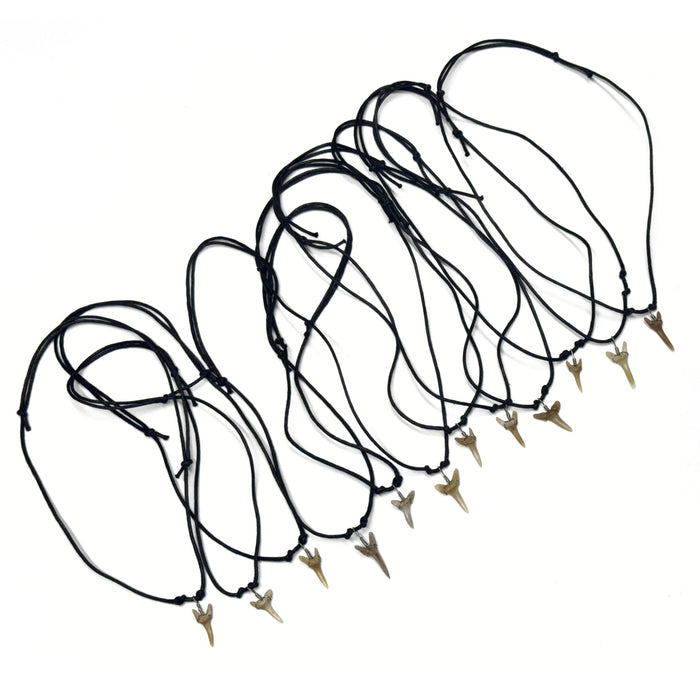 Genuine Shark Tooth Necklaces - 12 Pack (1 Dozen)
