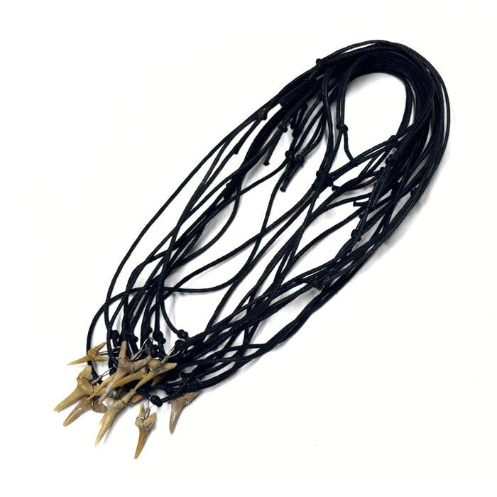 Genuine Shark Tooth Necklaces - 12 Pack (1 Dozen)