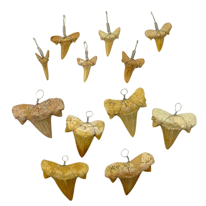 Shark Tooth Necklace Pendant with Wire Wrap - 6 Pack