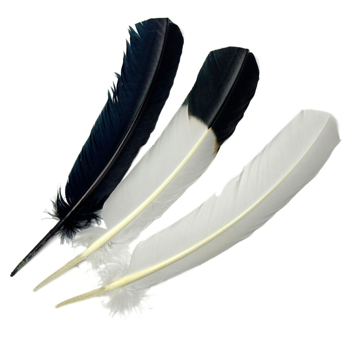 Imitation Eagle Quills - Black & White Long Feathers for Decorations & Ceremonies