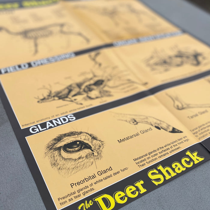 Whitetail Deer Instructional Posters - Set of 7 Educational Posters - Hunting Information Posters
