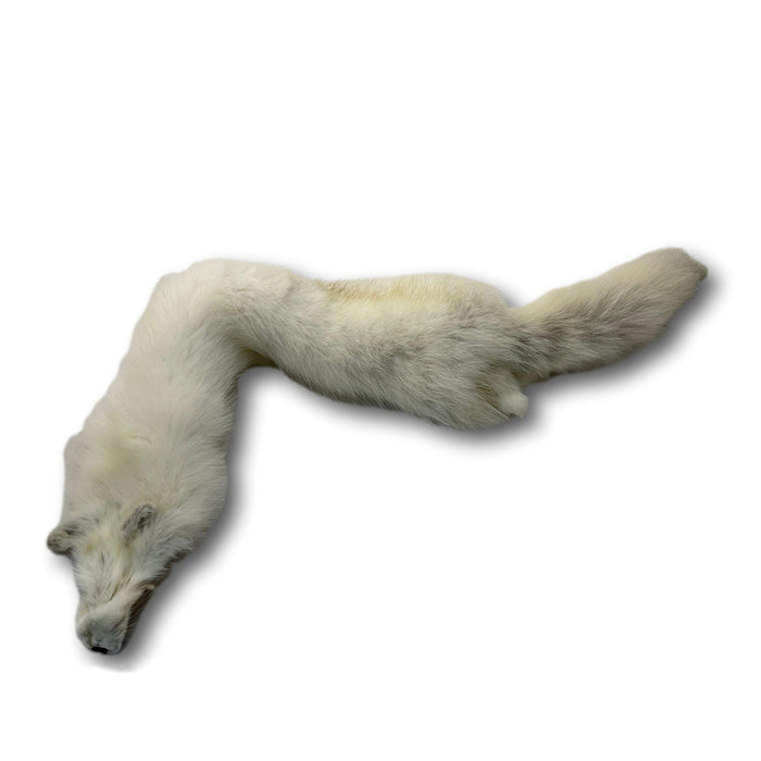 Beautifully Tanned Artic Fox Pelt - Pure White Fur Hide