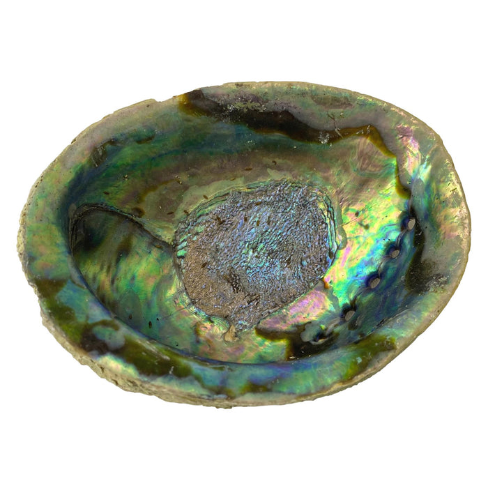 Beautiful Pacific Hand-Picked Abalone Shell - Jewelry Bowl - Home Decor - Craft Supply