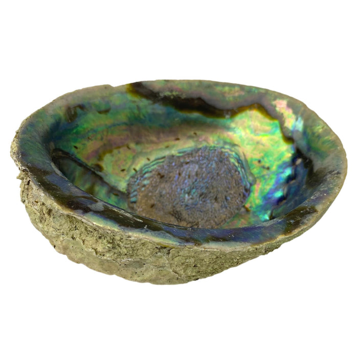 Beautiful Pacific Hand-Picked Abalone Shell - Jewelry Bowl - Home Decor - Craft Supply