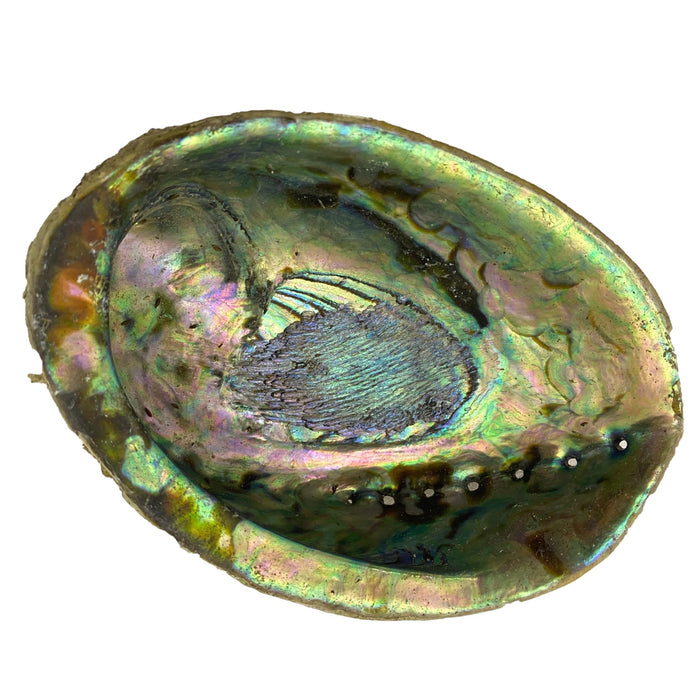 Beautiful Pacific Hand-Picked Abalone Shell - Jewelry Bowl - Home Decor - Craft Supply
