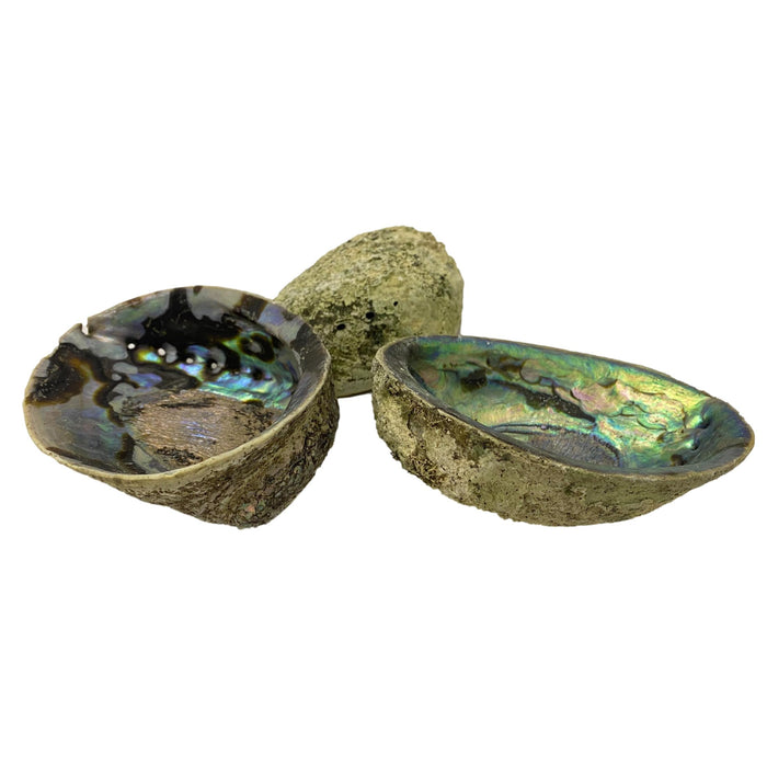 Beautiful Pacific Hand-Picked Abalone Shell - Jewelry Bowl - Home Decor - Craft Supply