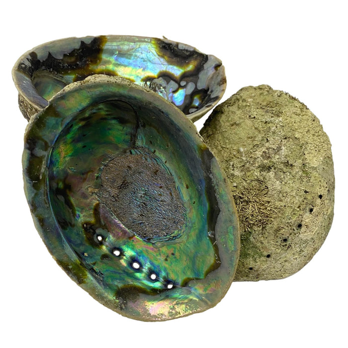 Beautiful Pacific Hand-Picked Abalone Shell - Jewelry Bowl - Home Decor - Craft Supply