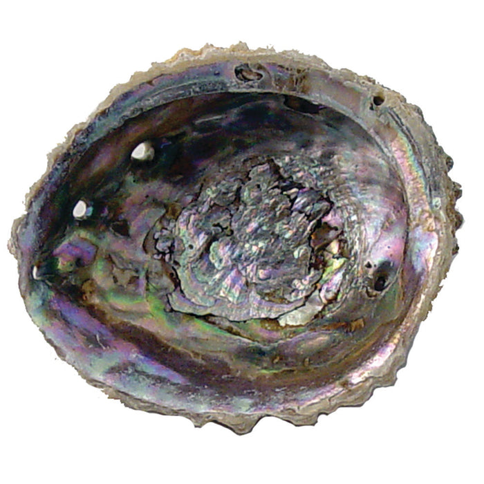 Beautiful Pacific Hand-Picked Abalone Shell - Jewelry Bowl - Home Decor - Craft Supply