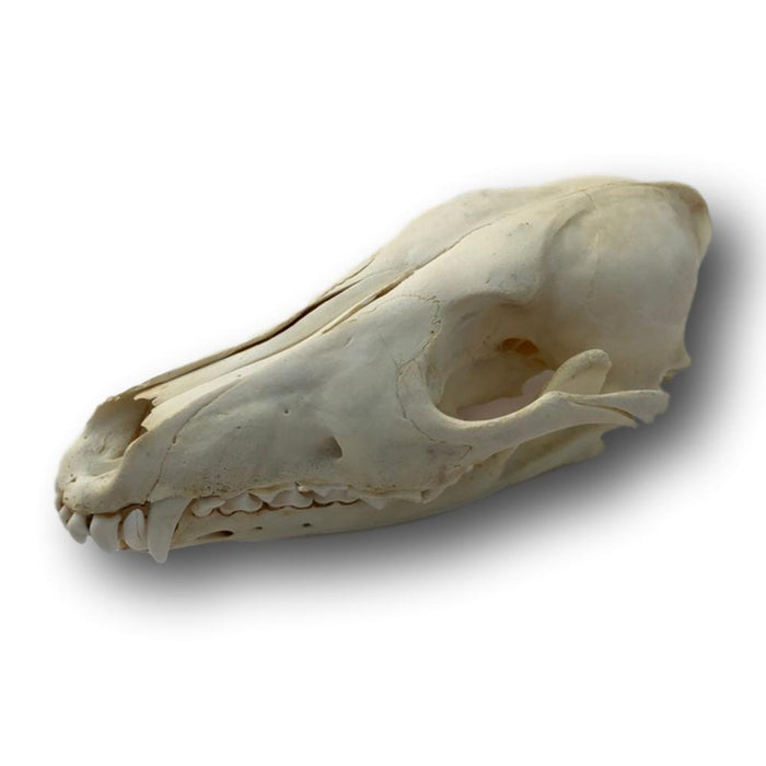 Authentic Coyote Skull
