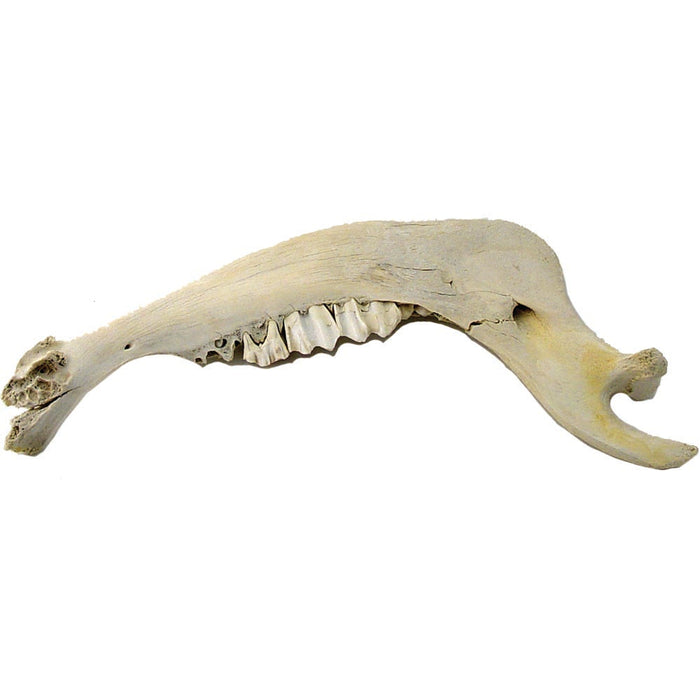 Buffalo Jaw Bone