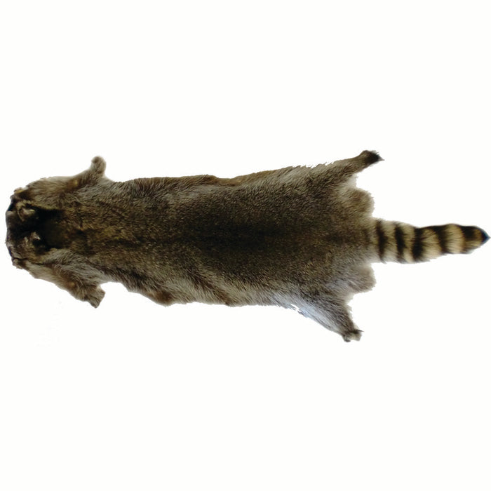 Raccoon Skin - Grade A - Full Body Fur Hide - Beautiful Raccoon Pelt