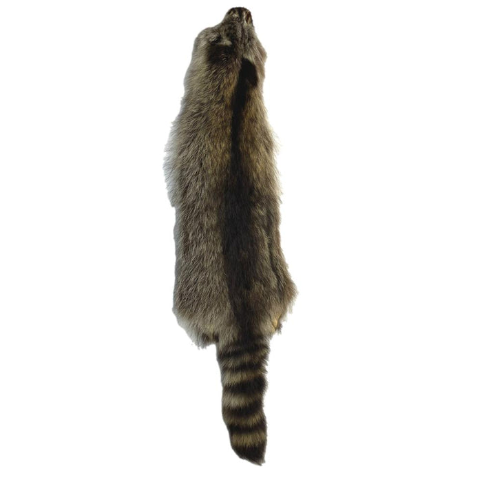 Raccoon Skin - Grade A - Full Body Fur Hide - Beautiful Raccoon Pelt