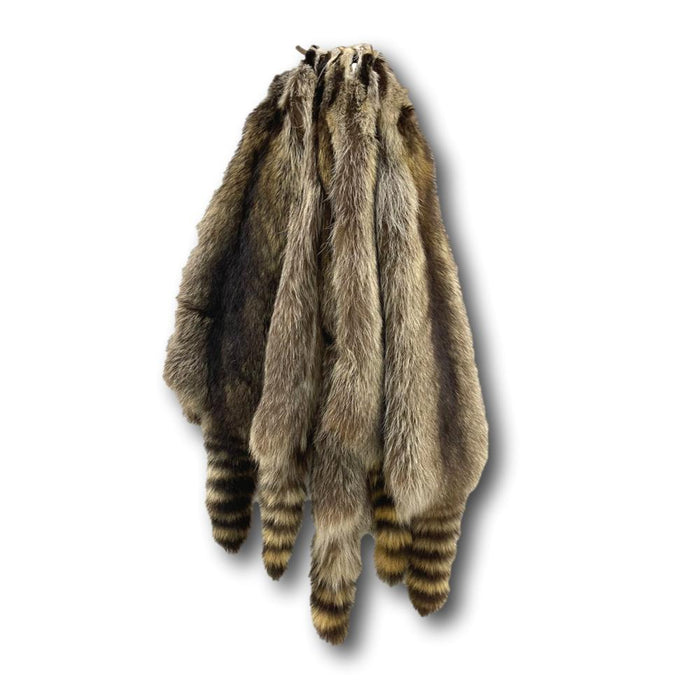 Raccoon Skin - Grade A - Full Body Fur Hide - Beautiful Raccoon Pelt