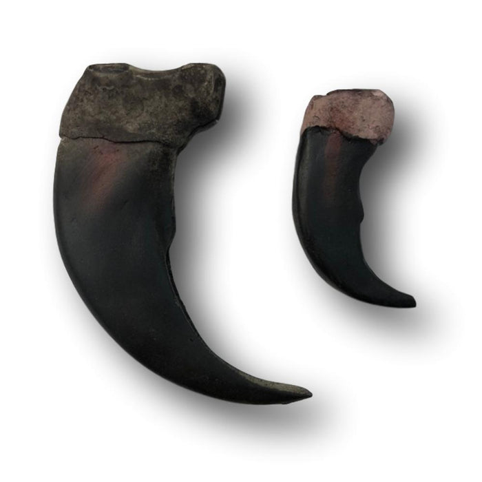 Bear Claw - 2" - 3.5"