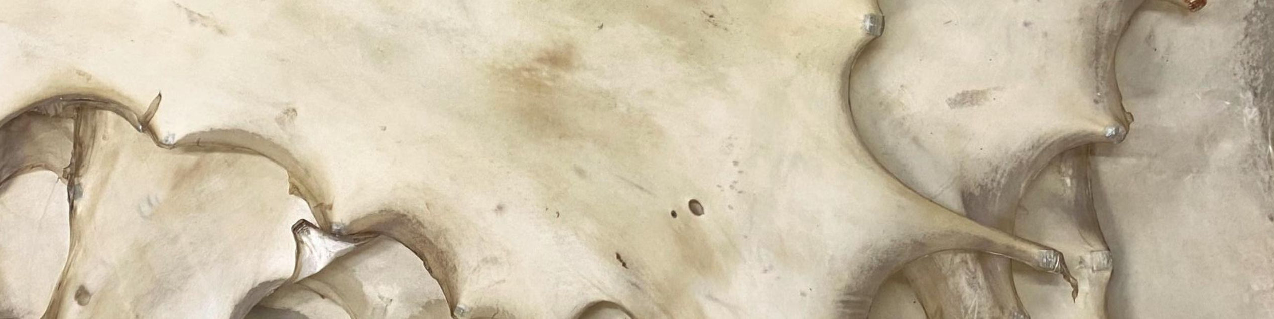 Rawhide 101 How Rawhide is Made, Its Uses, and the History Behind It