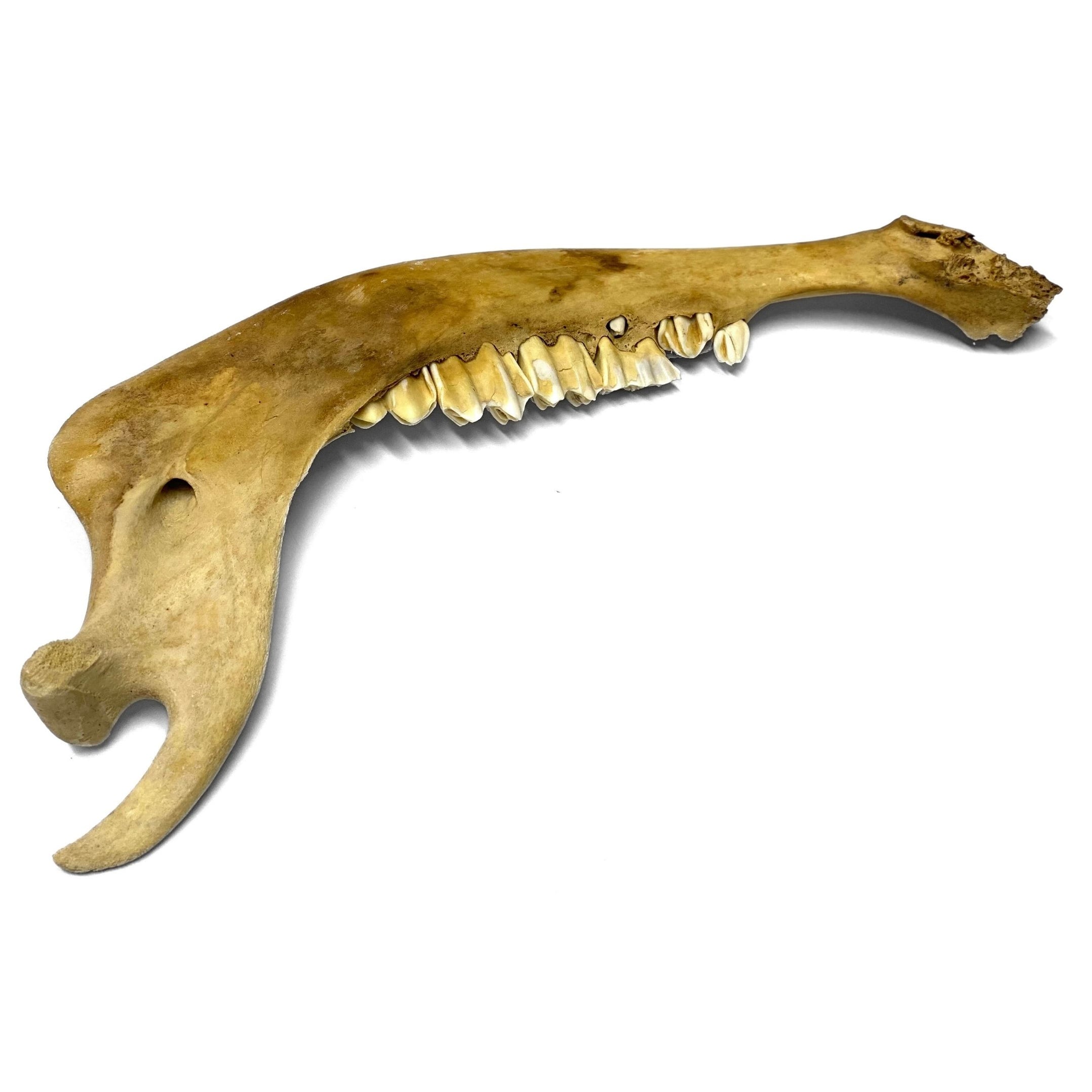 Buffalo Jaw Bone — Leather Unlimited