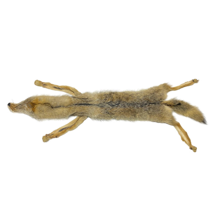 thumbnail image 2 of Tanned Coyote Tail – #2 Grade, For Fur Crafting & Trapping (USA Made) 2 of 5