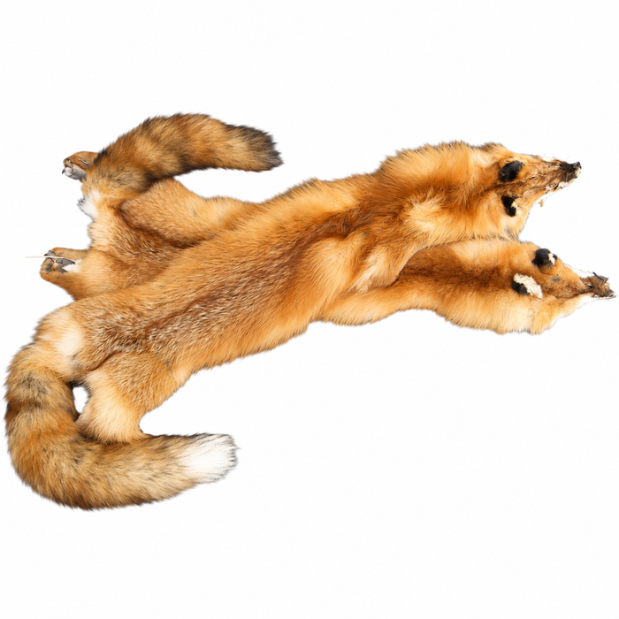 Beautifully Tanned Red Fox Pelt - Authentic Full Body Animal Fur Hide