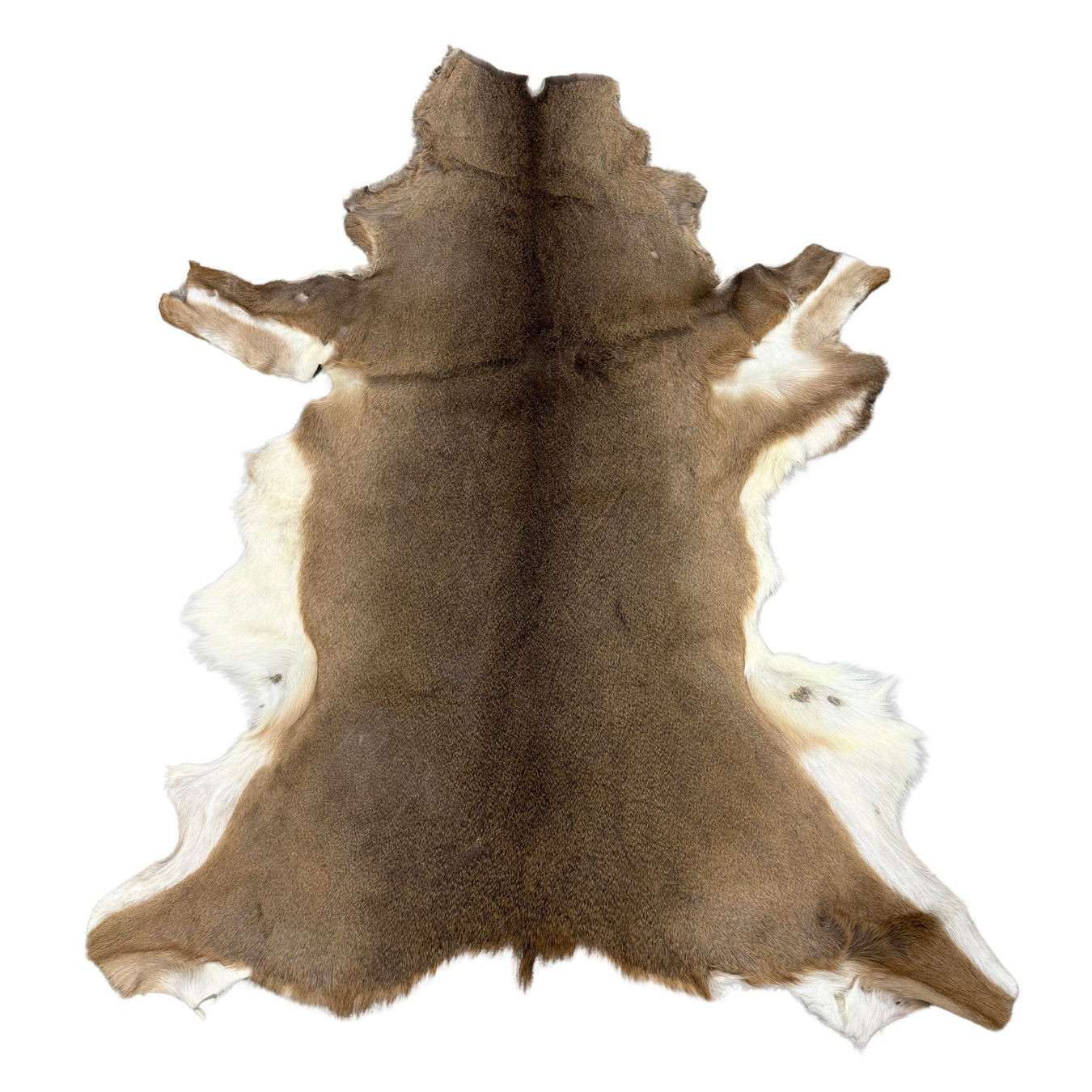 Fur and Hair on Hides