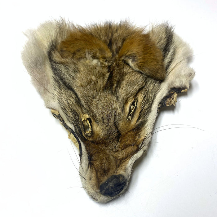 Authentic Coyote Face - Genuine Fur Animal Face for Crafts and Costumes